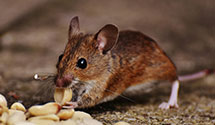 24 Hour & Emergency Exterminators in Yankee Lake, OH